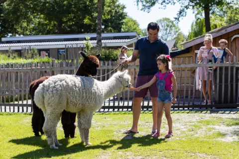 Petting Zoo